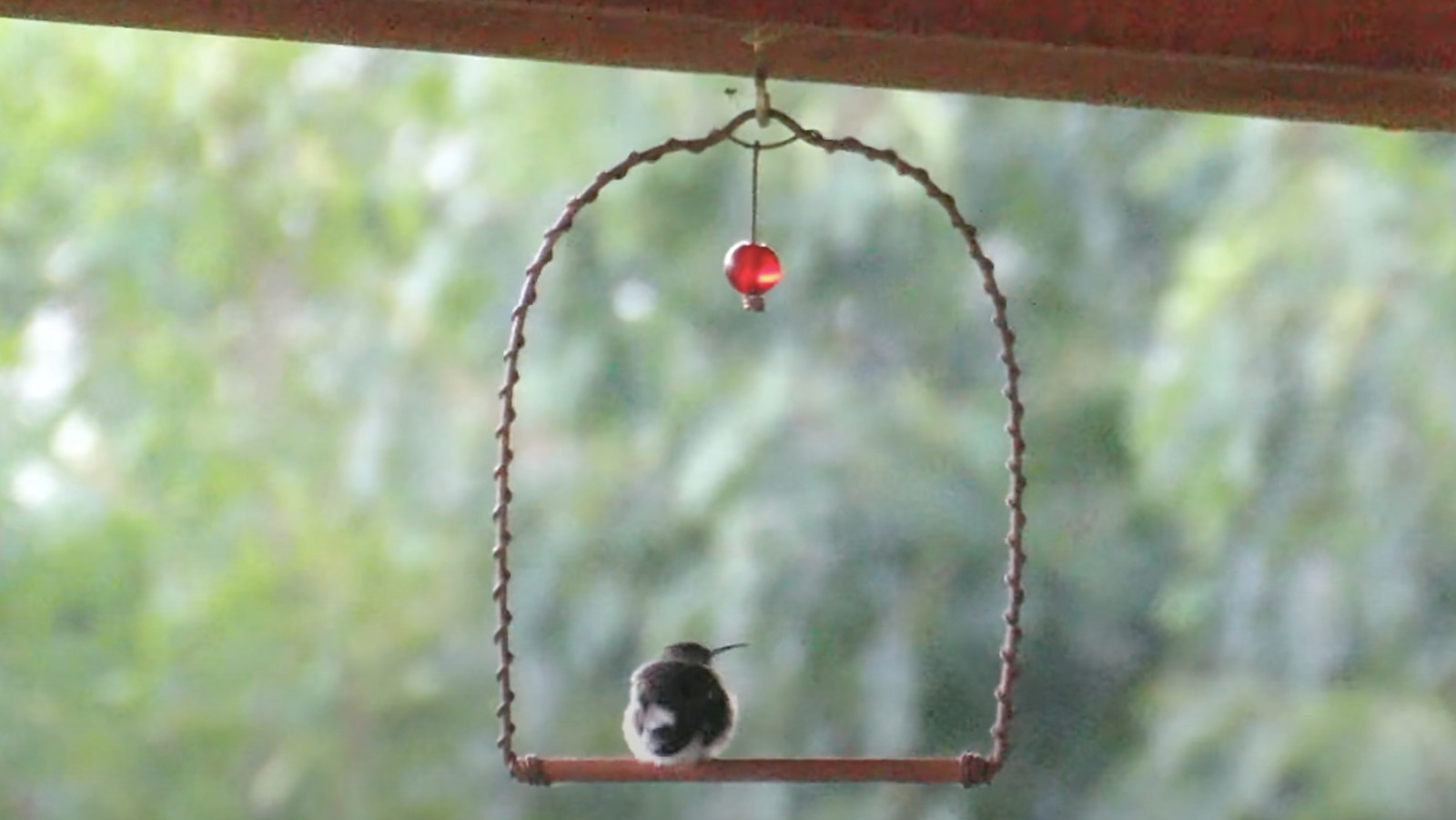 Bring The Charm Of Hummingbirds To Your Garden With This Easy DIY Swing