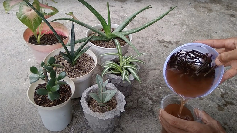 person using rusty water on plants