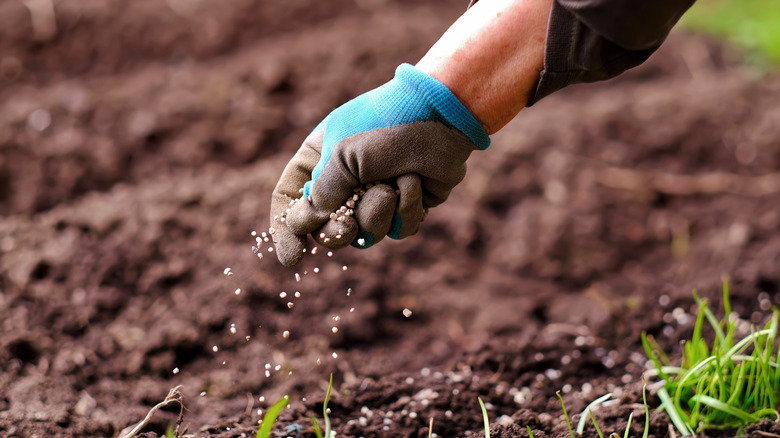 person fertilizing their lawn's soil