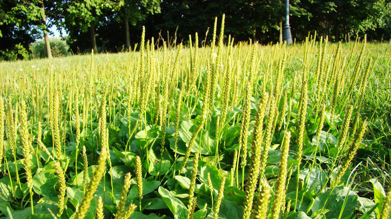 field of broadleaf plantain weeds