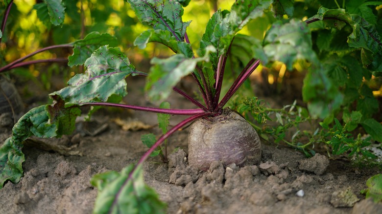 a beet growing out of the ground