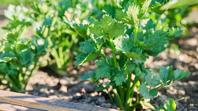 early growth celery stalks in rasied beds