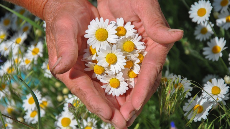 hands holding chamomile flowers