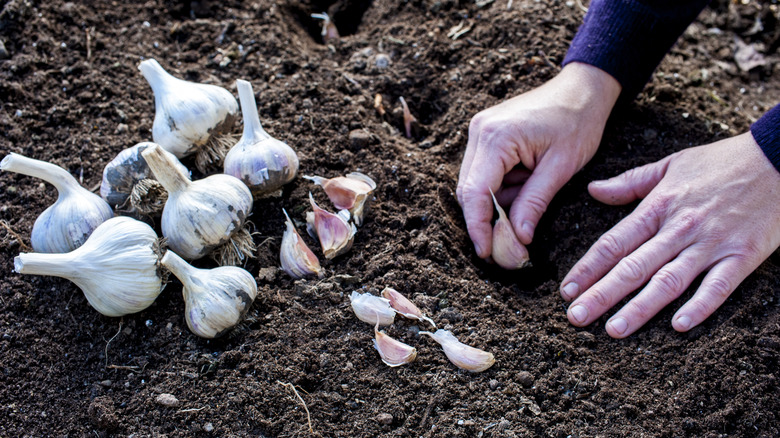 hands planting garlic