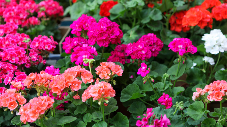 white to pink geranium flowers planted and blooming