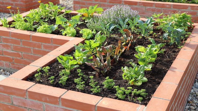 bushels of herbs in raised beds