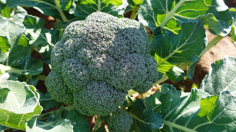 broccoli head growing in sun