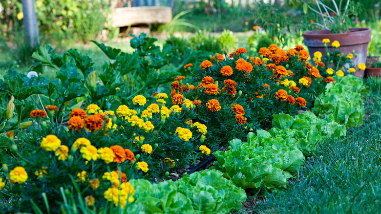 marigolds planted with companion plants