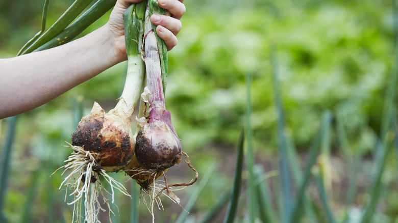 hands holding onions pulled from the soil