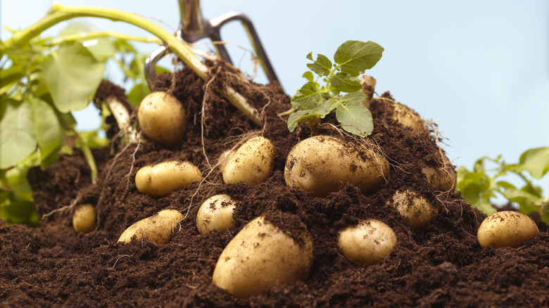 Raking a mound of potatoes from the soil