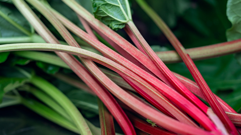 pink and green rhubarb stalks laying down