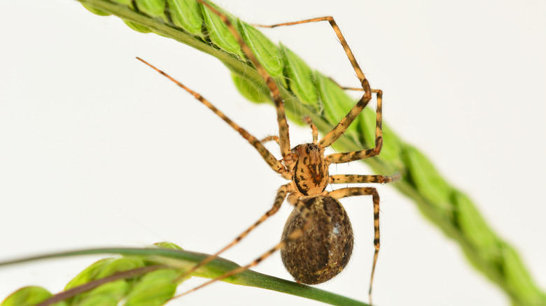 American house spider