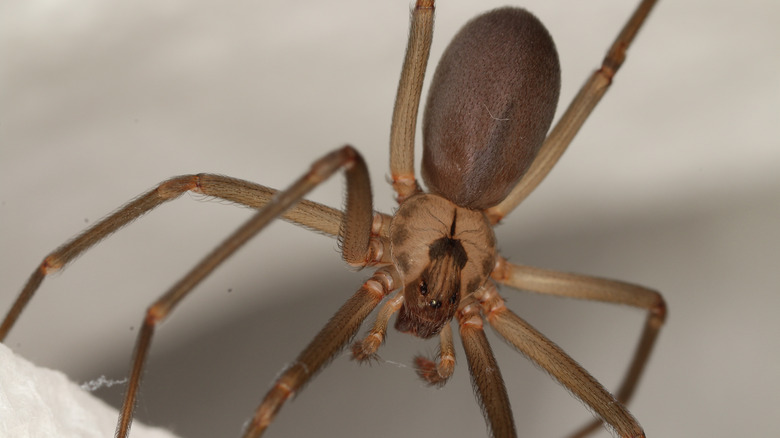 Brown recluse spider