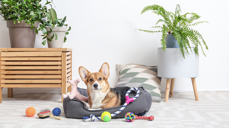 dog with toys and bed