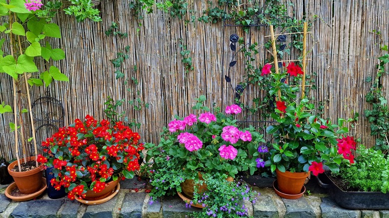 Reed fencing with potted plants