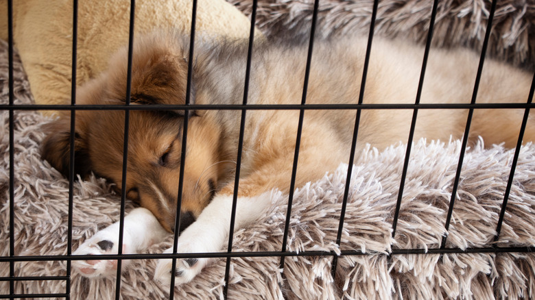 puppy sleeping in crate