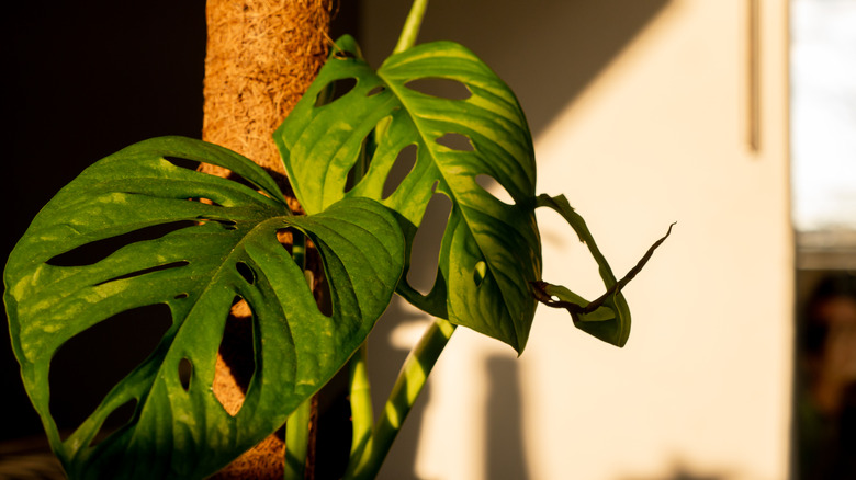 monstera plant on moss pole