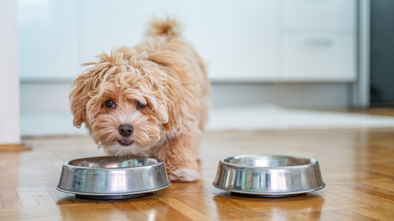 A dog eats from food bowls on a wood floor