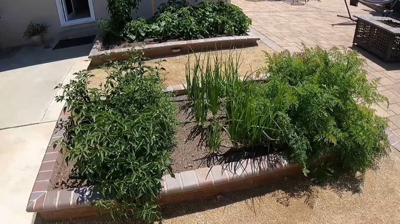 Raised garden beds