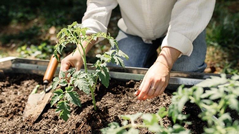 person gardening in raised bed