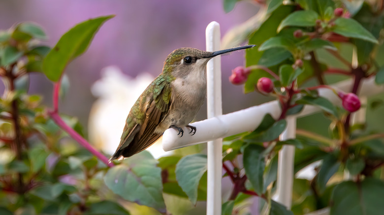 hummingbird on perch in yard