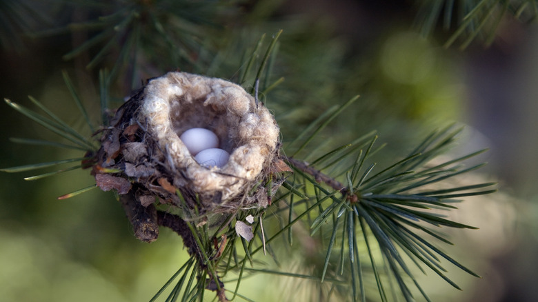 hummingbird nest in tree