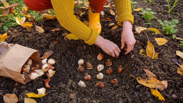 A gardener with a paper bag full of tulip bulbs that she's planting in the garden.