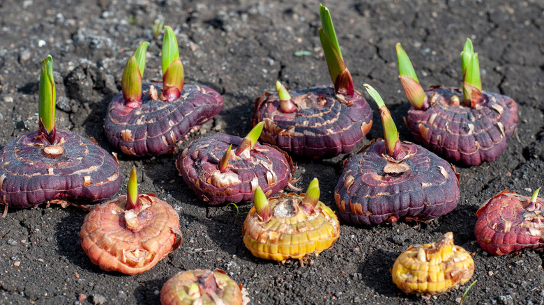 A collection of sprouted gladiolus corms ready for planting.