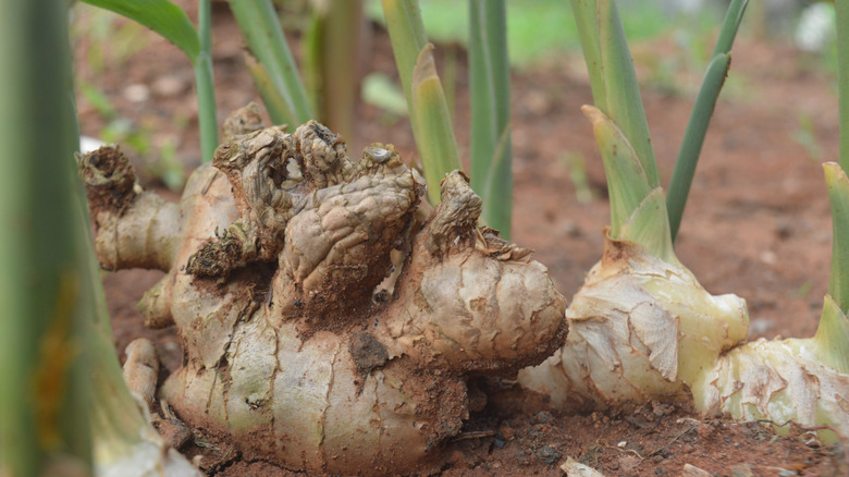 Closeup of the rhizomes of ginger plants showing how they can be separated into individual plants.