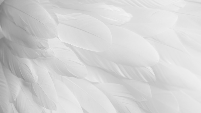white bird feathers