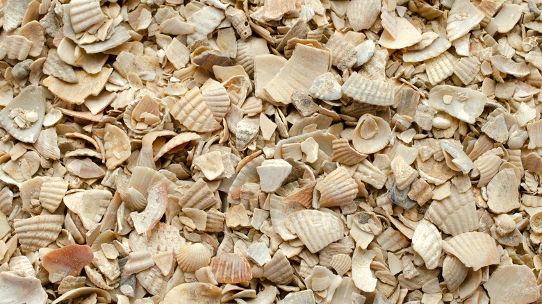 collection of seashells