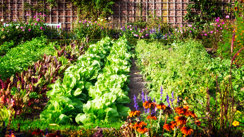 healthy herb and flower garden