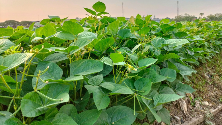 Bush beans grow in a field.