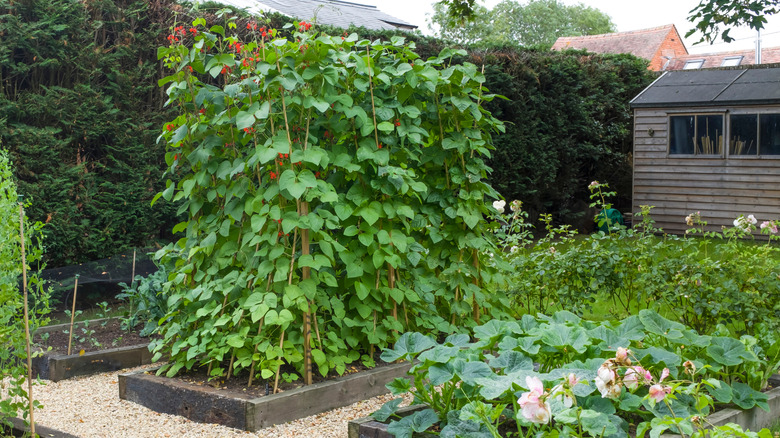 A lush home vegetable garden showing pole beans growing on a large climbing frame.