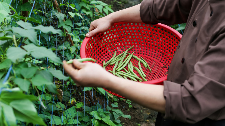 A gardener picks beans.