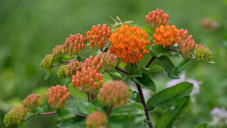 Butterfly weed