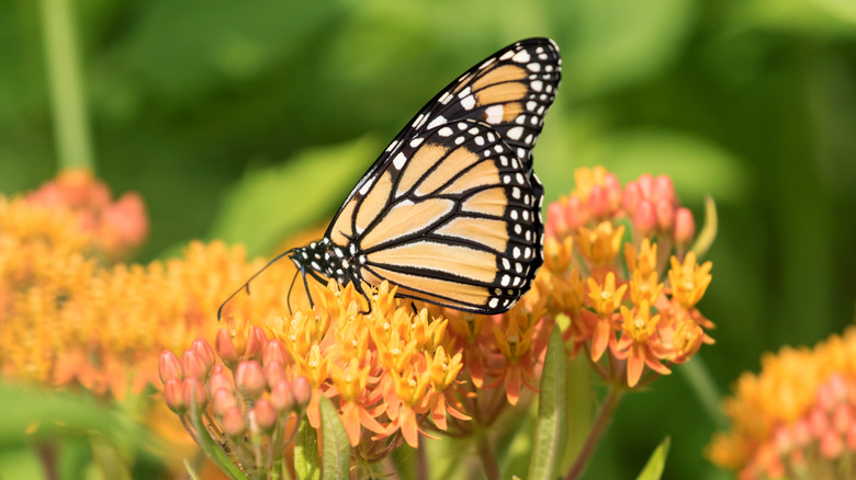 Butterfly on butterfly weed plant