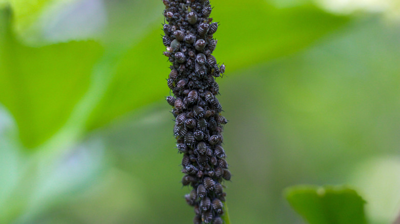 Aphids on plant