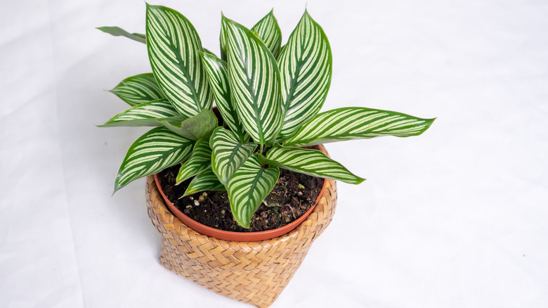 Potted calathea vittata 