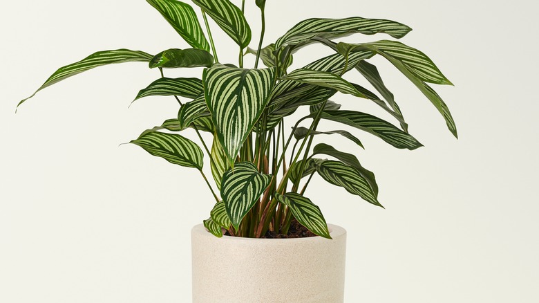 Calathea vittata in white pot