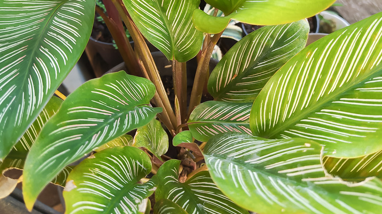 Outdoor potted calathea