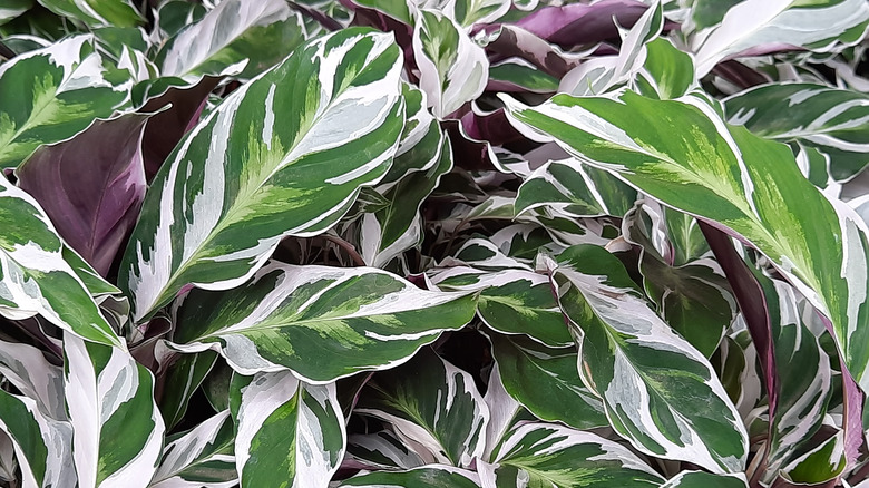 White green and purple Calathea leaves