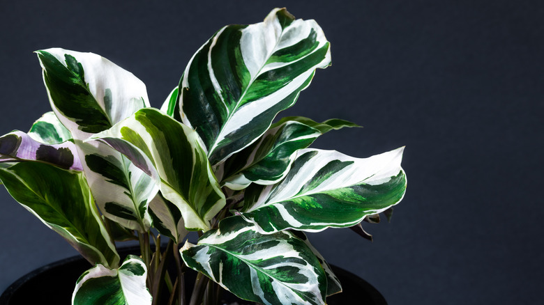 White Fusion Calathea with purple leaf