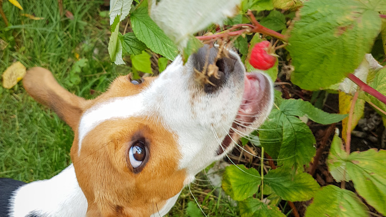 Dog eating garden plant with berry