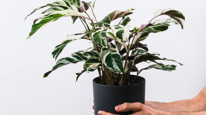 hand holding Calathea in pot