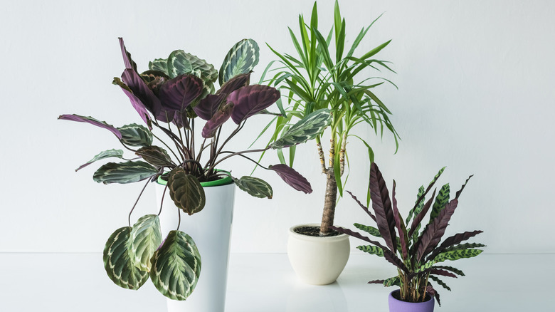 Calathea plant varieties