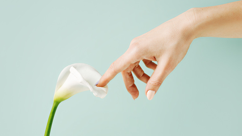 Hand touching calla lily
