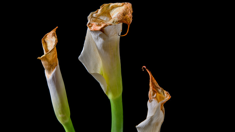 Dead calla lilies