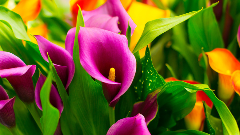 Colorful calla lilies