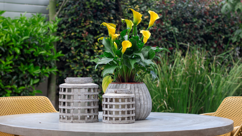 Potted calla lily